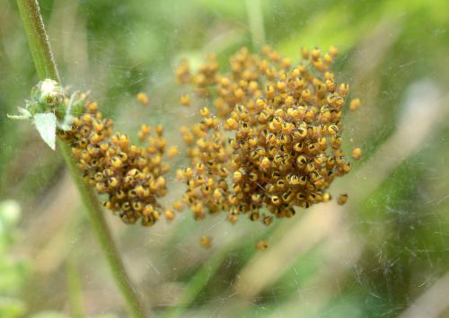 Araneus diadematus